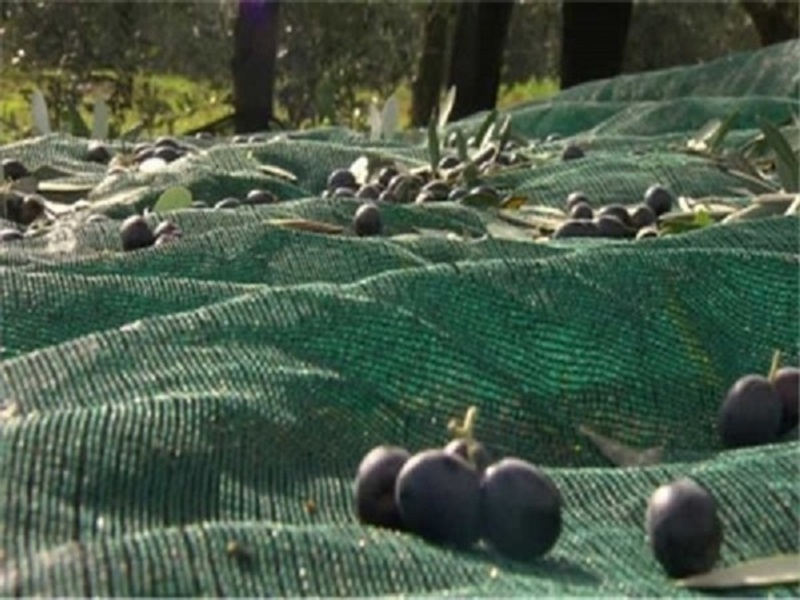 Siyah Zeytin Toplama Filesi